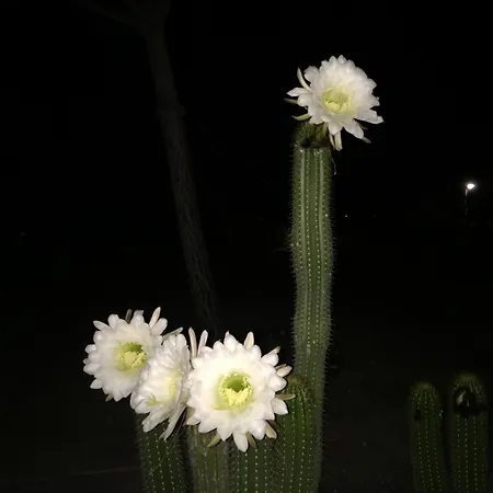 Absolute Peace South