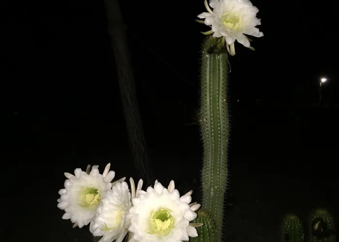 Absolute Peace South